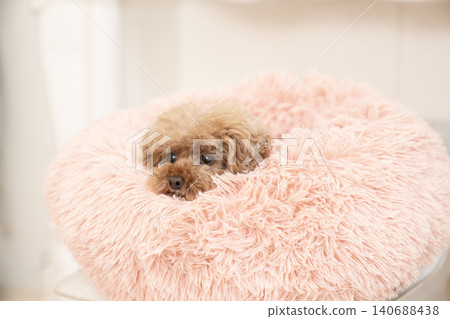 Kurumi the toy poodle in a pink bed Kurumi the toy poodle in a pink bed 140688438