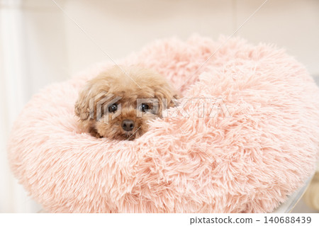 Kurumi the toy poodle in a pink bed Kurumi the toy poodle in a pink bed 140688439