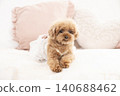 Toy poodle sitting on a sofa 140688462