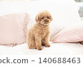 Toy poodle sitting on a sofa 140688463