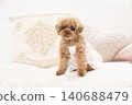 Toy poodle sitting on a sofa 140688479