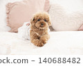 Toy poodle sitting on a sofa 140688482