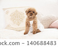 Toy poodle sitting on a sofa 140688483