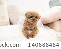 Toy poodle sitting on a sofa 140688484