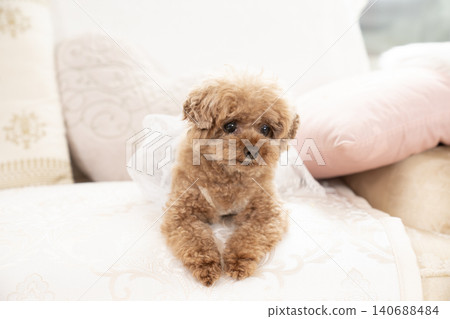 Toy poodle sitting on a sofa Toy poodle sitting on a sofa 140688484