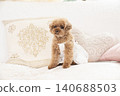 Toy poodle sitting on a sofa 140688503