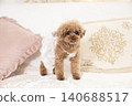 Toy poodle sitting on a sofa 140688517