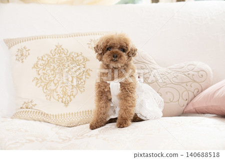 玩具貴賓犬坐在沙發上 玩具貴賓犬坐在沙發上 140688518
