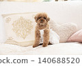 Toy poodle sitting on a sofa 140688520