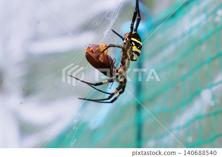 A golden orb-weaver spider preying on a scarab beetle. A golden orb-weaver spider preying on a scarab beetle. 140688540
