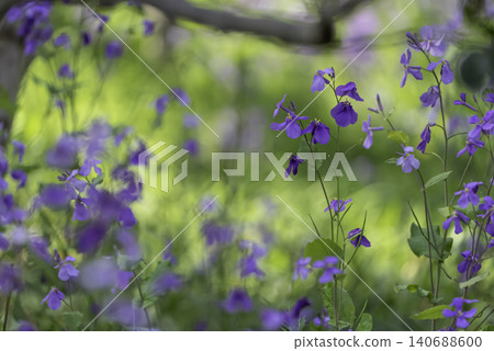 紫花(大花百合,中國百合) 紫花(大花百合,中國百合) 140688600