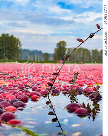 A scene of cranberry harvesting floating on the water's surface. A scene of cranberry harvesting floating on the water's surface. 140688774