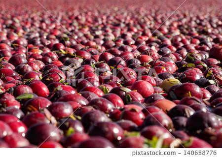 Close-up of a cranberry field during harvest season Close-up of a cranberry field during harvest season 140688776