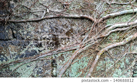 Creeping Vine Roots and Old Rusty Mesh Fence on Mossy Wall Creeping Vine Roots and Old Rusty Mesh Fence on Mossy Wall 140688812