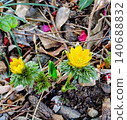 Here they bloom ~ Adonis amurensis 140688832