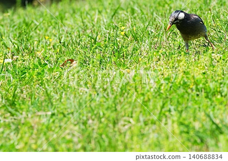 Starlings searching for food on the lawn Starlings searching for food on the lawn 140688834