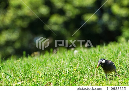 一隻椋鳥棲息在草地上。 一隻椋鳥棲息在草地上。 140688835