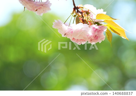Double cherry blossoms and fresh greenery shining in the spring sunlight Double cherry blossoms and fresh greenery shining in the spring sunlight 140688837