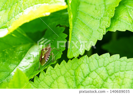 A spotted stink bug was hiding in the shade of a leaf. A spotted stink bug was hiding in the shade of a leaf. 140689035
