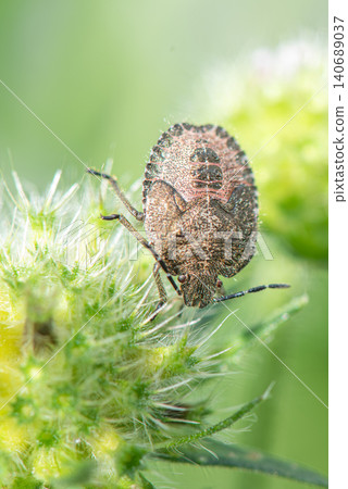 The nymph of the spotted stink bug has developed a more distinct pattern. 140689037