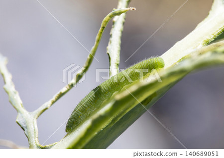 Cabbage white butterfly larva (green caterpillar) 140689051