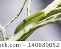 Cabbage white butterfly larva (green caterpillar) 140689052