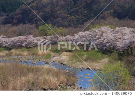 戶賀田溫泉松川沿岸的櫻花樹 戶賀田溫泉松川沿岸的櫻花樹 140689070