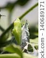 Pupa of Monstira butterfly 140689171