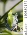 Pupa of Monstira butterfly 140689172