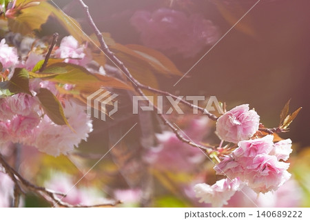 Double cherry blossoms bathed in the spring light Double cherry blossoms bathed in the spring light 140689222