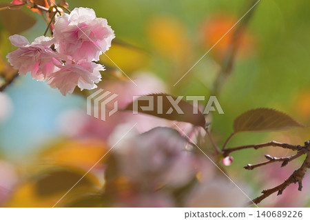 前景模糊,兩朵櫻花交相輝映。 前景模糊,兩朵櫻花交相輝映。 140689226