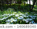 Kasui Lily Garden, Fukuroi City 140689340