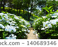 Kasui Lily Garden, Fukuroi City 140689346