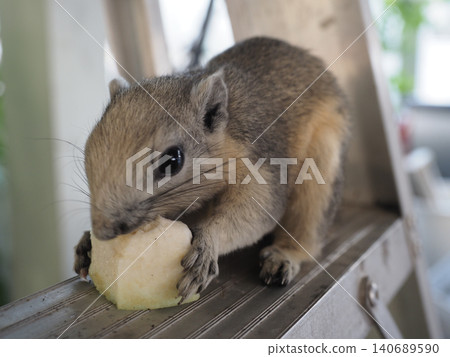 Small rodent, animal, eating, fruit, close up cute mammal holding snack Small rodent, animal, eating, fruit, close up cute mammal holding snack 140689590