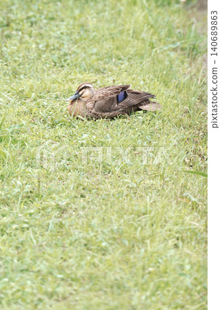 Resting of the cargamo 140689863