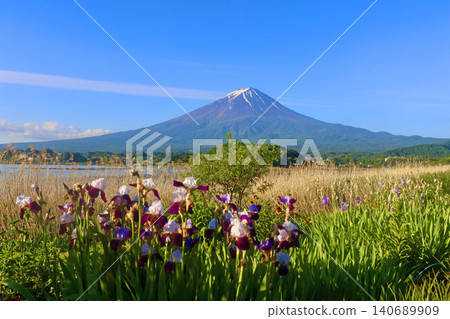 花菖蒲、富士山、大石公園(山梨縣富士河口湖町) 花菖蒲、富士山、大石公園(山梨縣富士河口湖町) 140689909