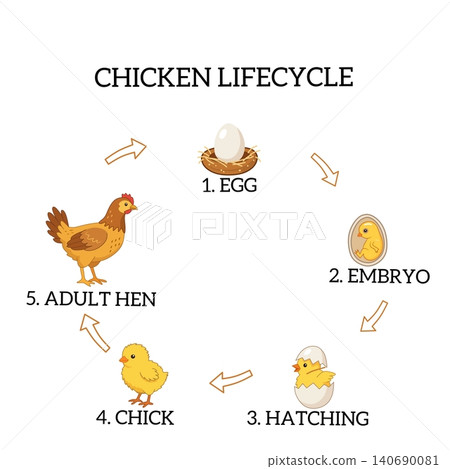 Chicken life cycle diagram showing egg, embryo, hatching chick, young chick and adult hen stages. Educational infographic for biology and farm animal learning Chicken life cycle diagram showing egg, embryo, hatching chick, young chick and adult hen stages. Educational infographic for biology and farm animal learning 140690081