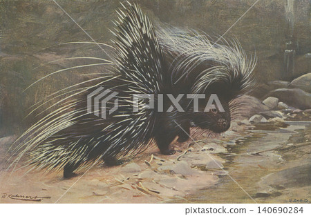古董插畫:動物百科全書——豪豬 古董插畫:動物百科全書——豪豬 140690284