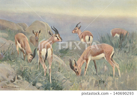 Antique illustration: Animal encyclopedia - Gazelle Antique illustration: Animal encyclopedia - Gazelle 140690293