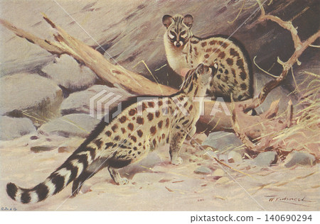 Antique illustrations: Animal encyclopedia, genet Antique illustrations: Animal encyclopedia, genet 140690294
