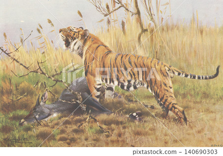 古董插畫:動物百科全書——老虎 古董插畫:動物百科全書——老虎 140690303