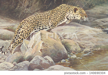 古董插畫:動物百科全書——豹 古董插畫:動物百科全書——豹 140690304