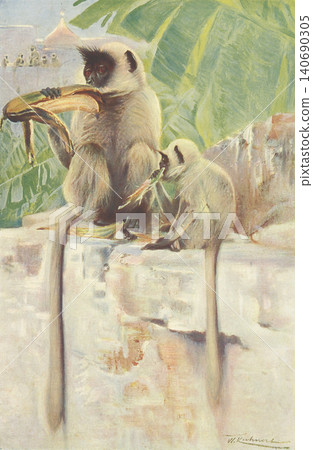 古董插畫:動物百科全書 - 哈努曼葉猴 古董插畫:動物百科全書 - 哈努曼葉猴 140690305