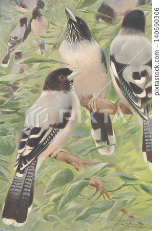 古董插畫:動物百科全書-印度松鴉 古董插畫:動物百科全書-印度松鴉 140690306