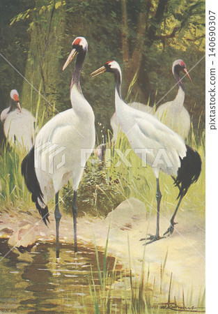 古董插畫：動物百科全書－丹頂鶴 140690307