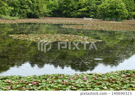 本頓池塘裡的睡蓮盛開 本頓池塘裡的睡蓮盛開 140690323