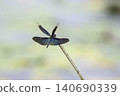A beautifully shining damselfly rests its wings on the tip of a branch. 140690339