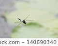A scene of a Common Skimmer dragonfly flying by the water's edge. 140690340