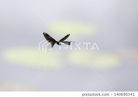 A scene of a damselfly flying by the water's edge. 140690341