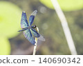 A beautifully shining damselfly rests its wings on the tip of a branch. 140690342